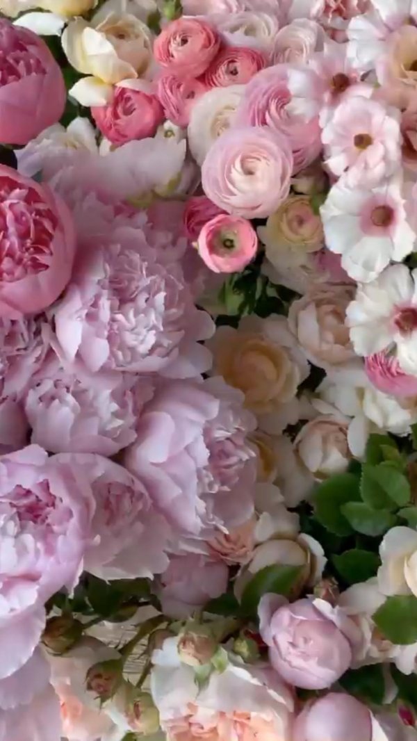 нежные пионы