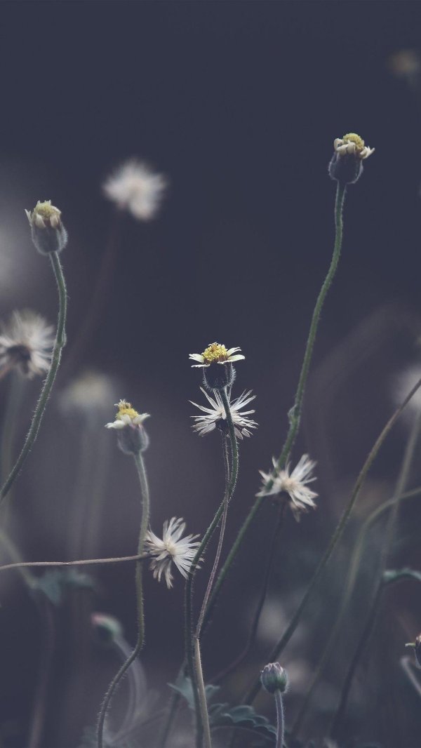 травы дикорастущие