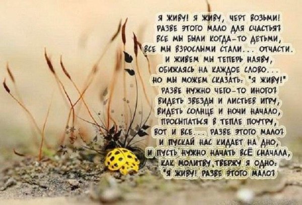 макросъемка природа