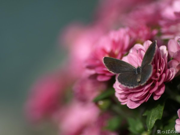 розовая бабочка