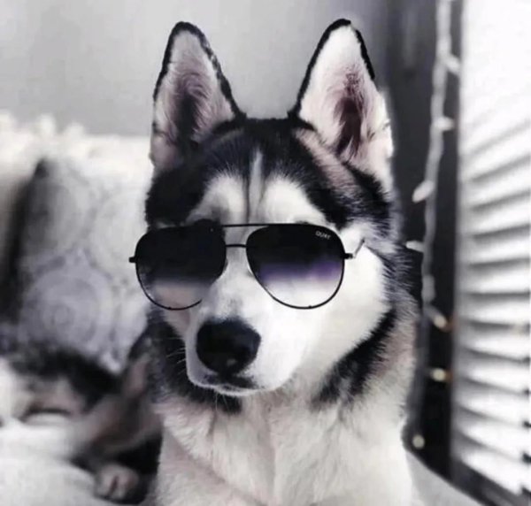 собака с очками