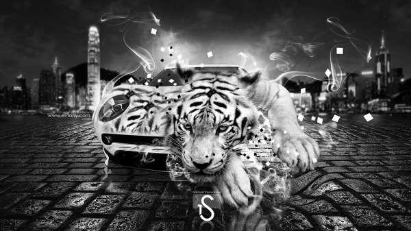тигр черно белый