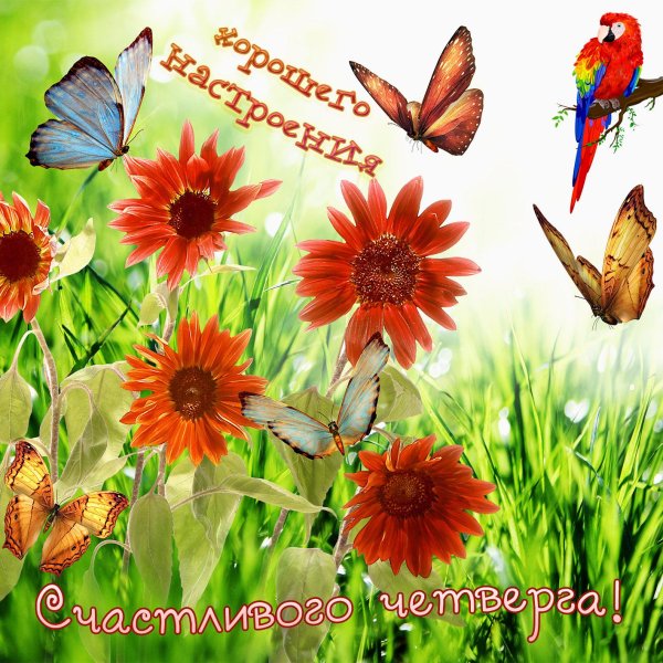 прекрасного летнего утра и хорошего дня