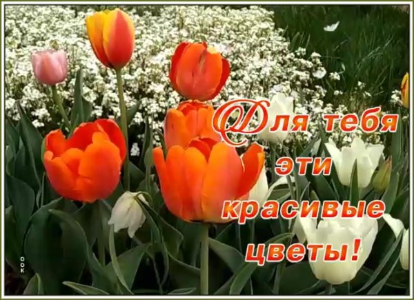 тюльпан цветок