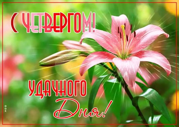 цветок лилия