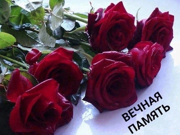 розы темно алые