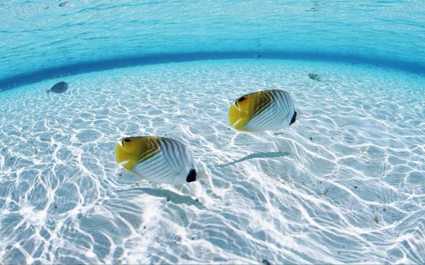 тропическая рыбка