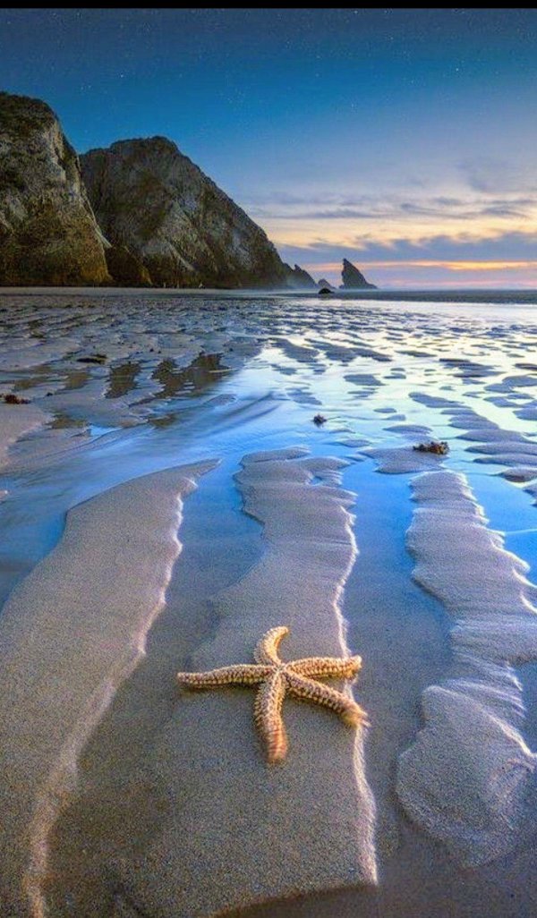 starfish on the beach