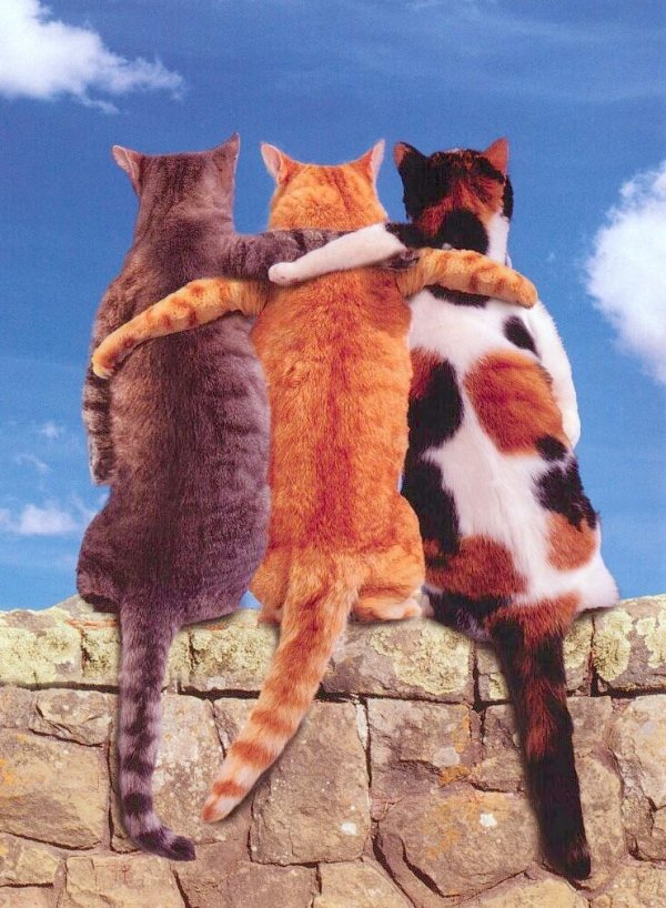 дружба крепкая