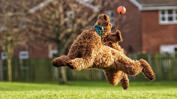 чистокровный королевский пудель