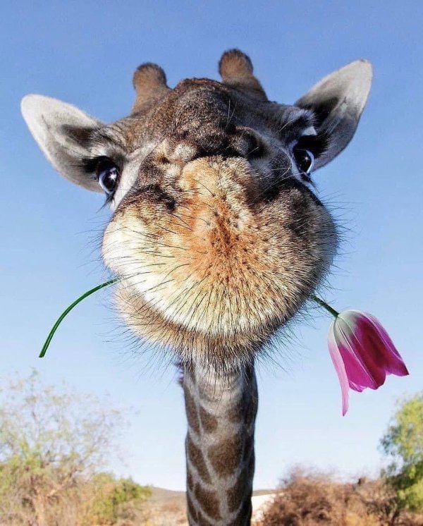 животное жираф