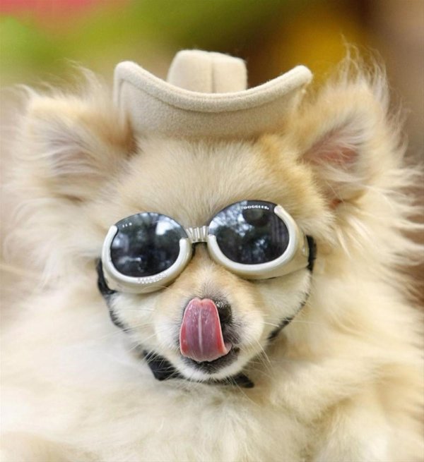 собака с очками