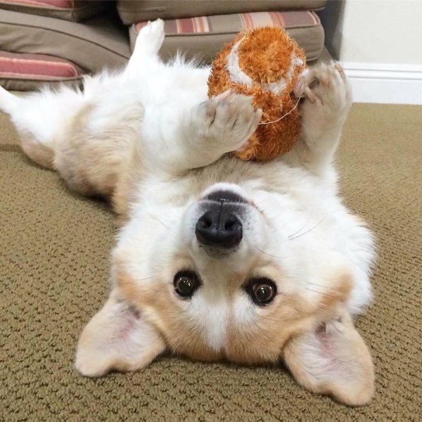 вельш корги