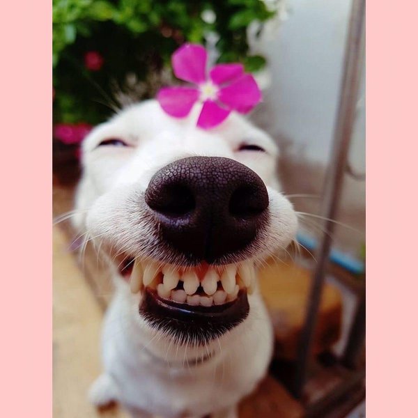 улыбка собаки