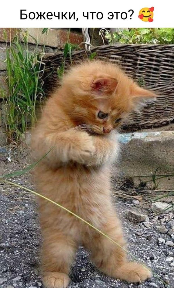 котенок рыжий