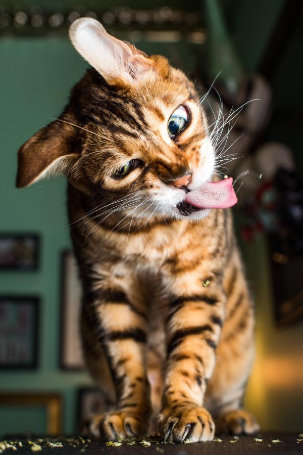 прикольные котики