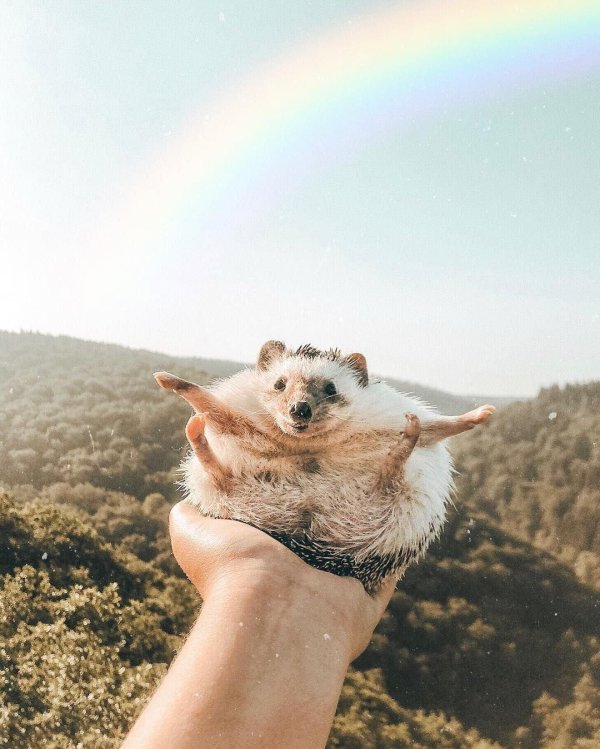 mrpokee очаровательный ёжпутешественник