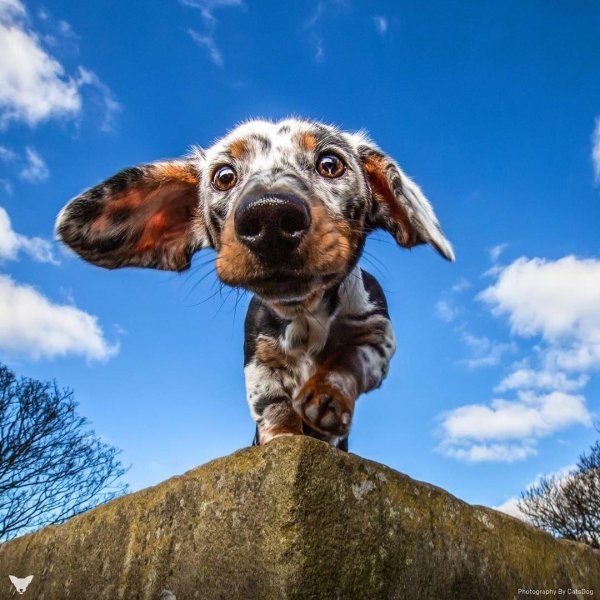 пятнистая такса