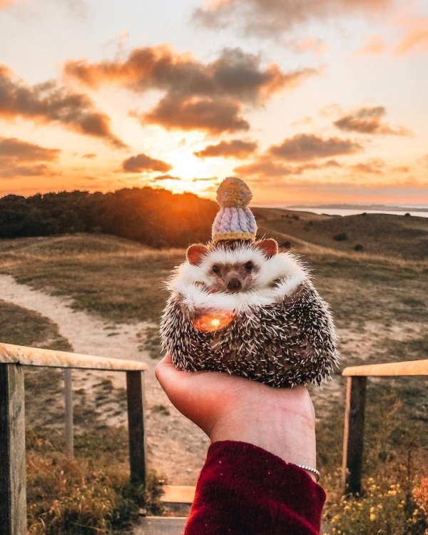 mrpokee очаровательный ёжпутешественник