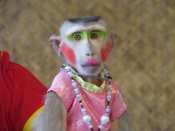 накрашенная мартышка