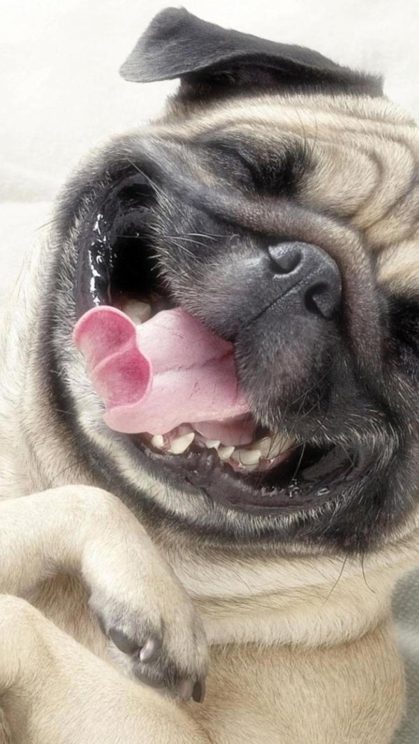 довольный пес