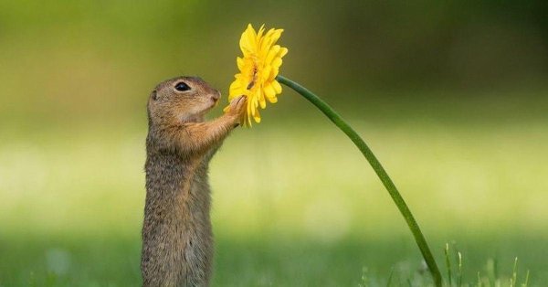 суслик нюхает цветок