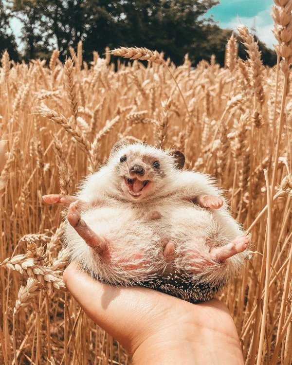 счастливый ежик