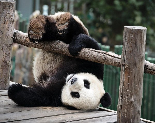 чэнду панды