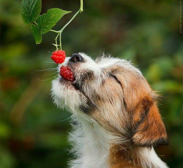 лето животные