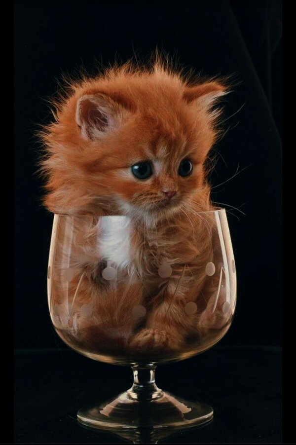 рыжие котята