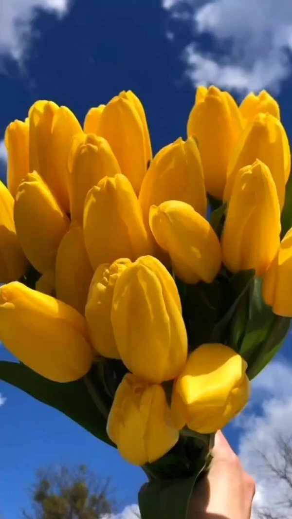 тюльпан стронг голд