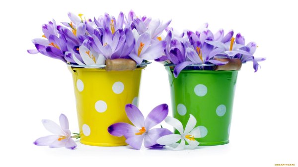 цветок крокус