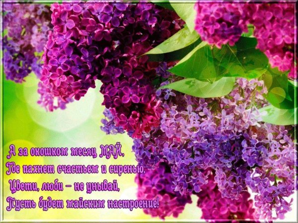 сирень цветёт