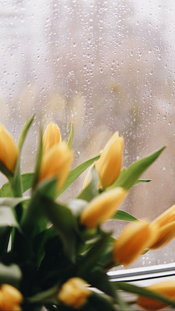 жëлтые тюльпаны