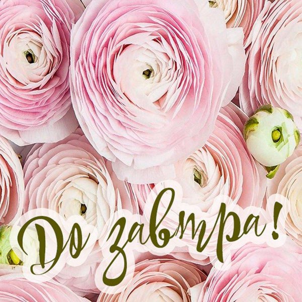 ранункулюс розовый