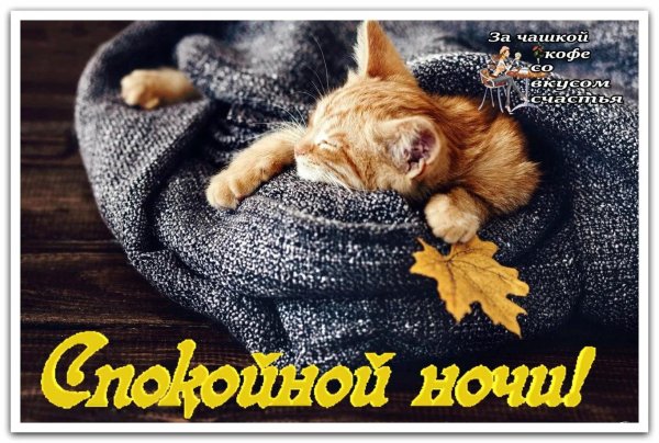 доброй ночи кот