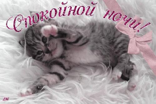 доброй ночи котенок