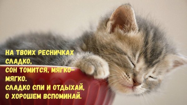 спящий котенок