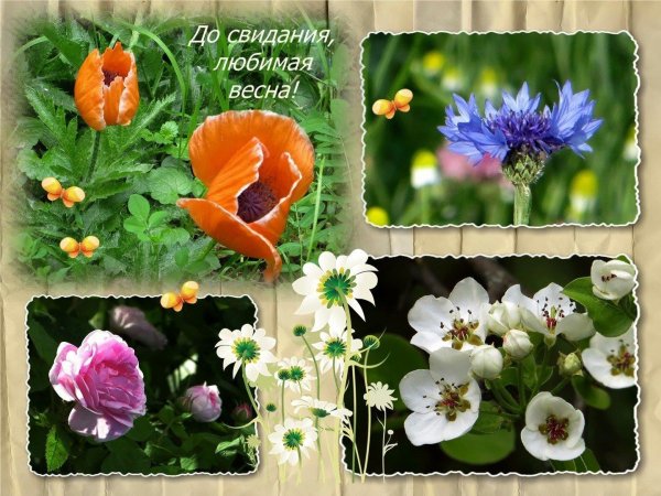 цветки мака