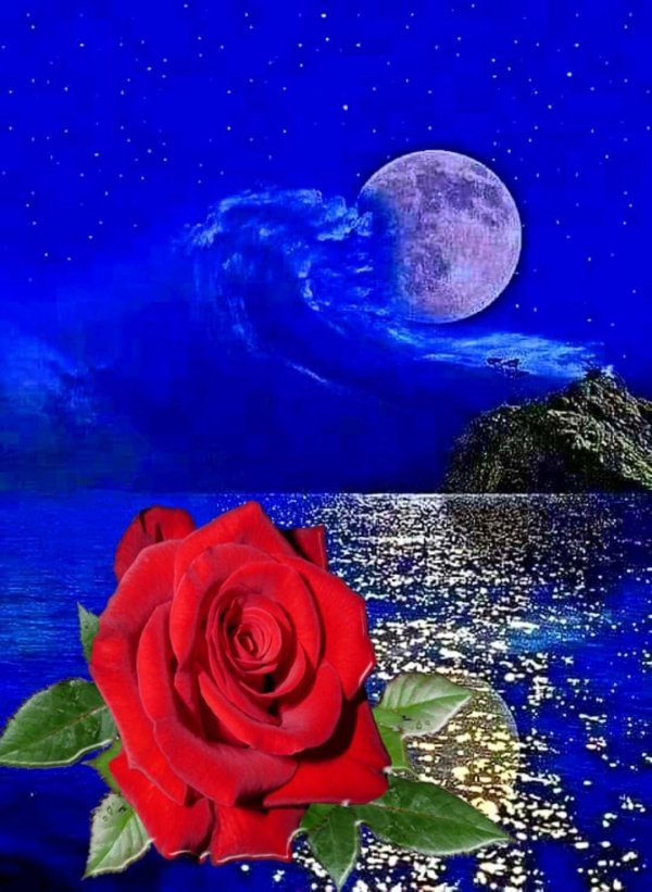 розы под луной