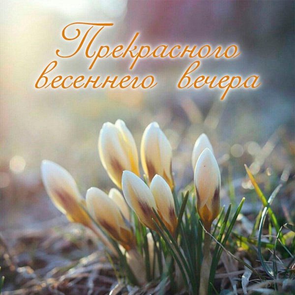 цветок крокус