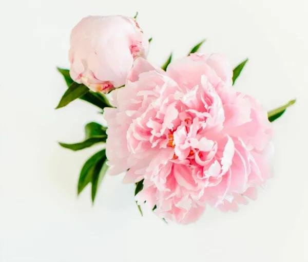 цветок пион