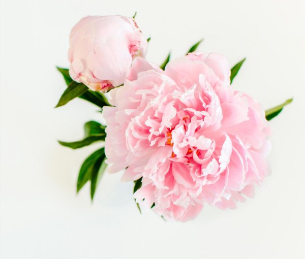 цветок пион