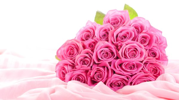 розовая роза