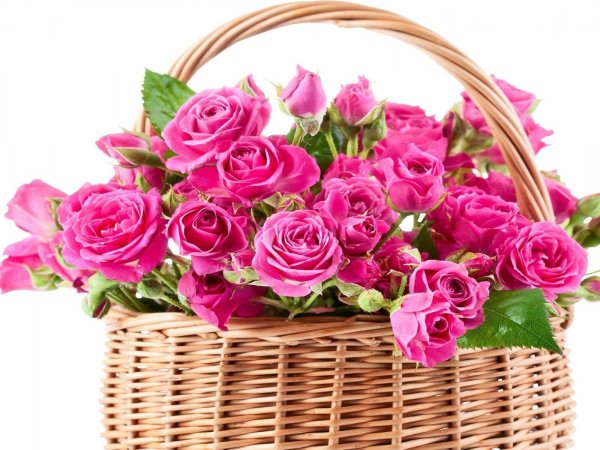 розовые розы в корзине