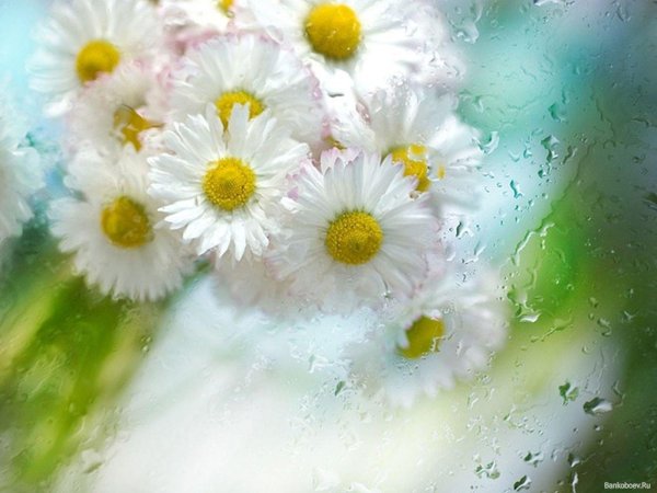 букет ромашек