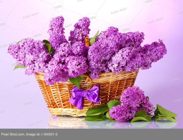 сирень в корзине