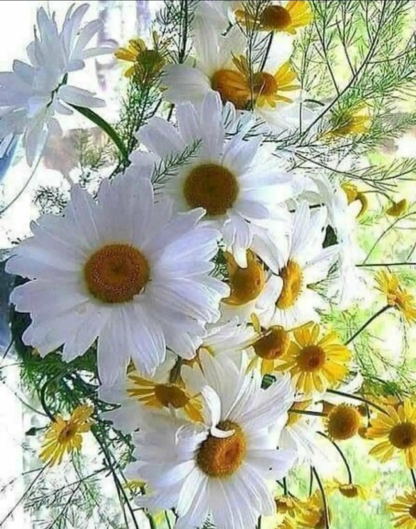 с ромашками