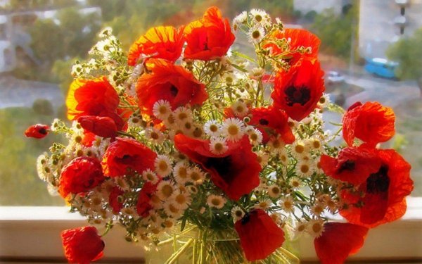 прекрасные полевые цветы