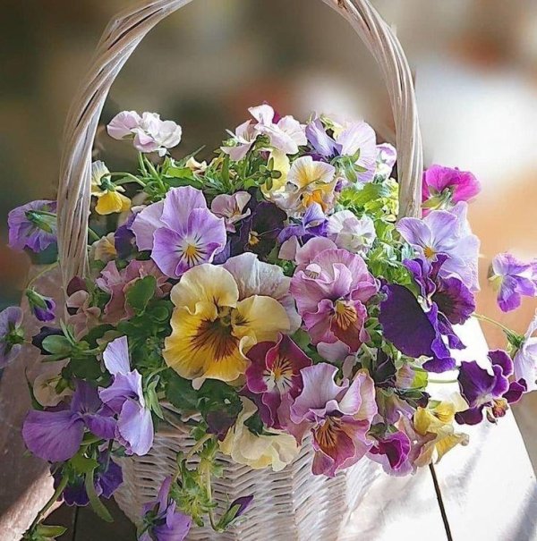 анютины глазки